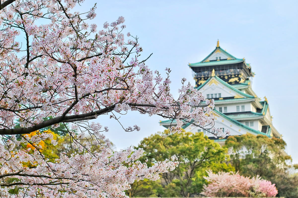 Close Up Photography of Cherry Blossom Tree